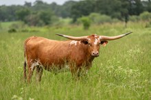 CK Texas Dolly