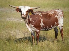 Cattle Stampede