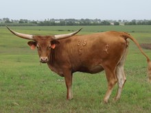 YADI DE PALO PINTO SRC