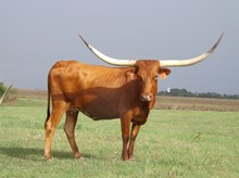 TEXANA PEARL