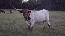 LS Reflection Shining Star Heifer Calf