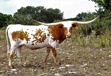ALLENS MISS TEXANA