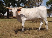 HLR Stockman's Jewel