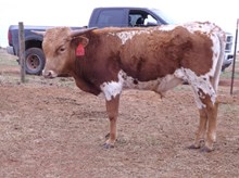 IM STEER 10/16