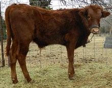 Big Red