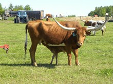 LLL Gunsmoke's Belita