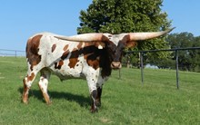 RANGER