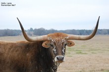 Deer John