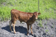 TS X Calibur's Star Prancer