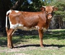 VNR Dixie Dejavu