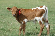 IM STEER 33/16