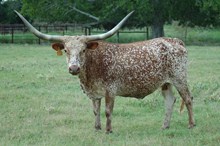 TEXANA TATTLETALE