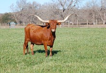 D/O Kansas Coco