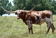 VNR Gig'Em