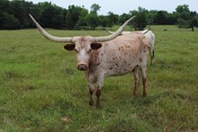 RAWHIDE'S HARRIETT