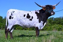 VNR Desperado
