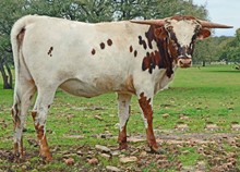 SR Clout’s Duchess 7121