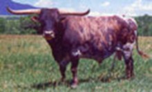 DAKOTA KID