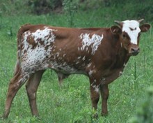 Dancing Bull X DC Amy Jane