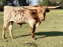 Match x Dandy 2020 Bull
