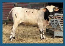 Darlene x Winnin' Kid bull