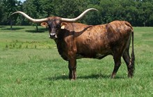 DAY'S FEISTY FANNIE