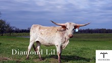CCL Diamond Lil
