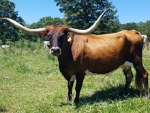 EOT DIXIE B 879