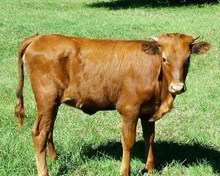 CL DIXIE LAREDO