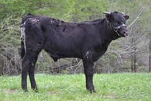 VNR Don Sombrio
