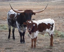 Desert Dove's 2011 bull