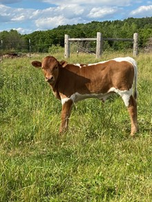 Bullcalf 1 