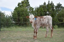 M2 Dusty Girl x Chief