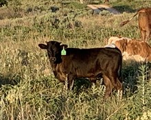 Unnamed Black Ice Bull 203