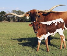 HL Fully Loaded X Dan’s Darlin