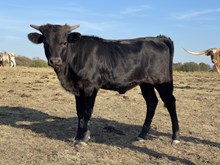 Spoke Fit x 3P 50 String of Pearls heifer