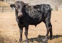 2023 BULL (LYNNETTE)