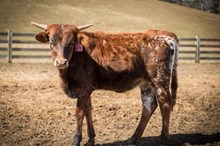 2023 HEIFER (DESERT BLOSSOM)