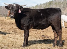 2023 HEIFER (BLACK LIGHTNING)