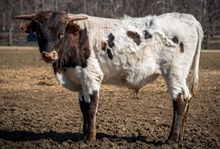 2023 BULL (CALAMITY JANE)