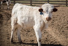 2023 BULL (TRAIL MAZE)