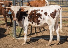 2023 BULL (COGNAC)