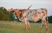 EEVA