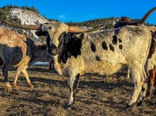 BSL SADDLE UP