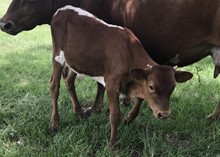 RED EILEEN FIESTY LEIGH BULL