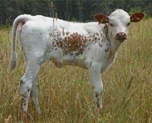 LCC Easy Moneys Marisa Heifer