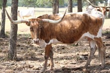 SBR LA ESTRELLA DE TEXAS