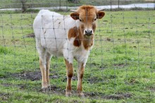 HCC Unnamed Bull 284
