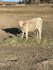 2021 Galena Bull