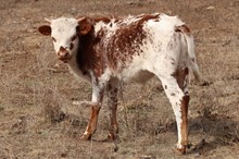 BR Texana/TF
